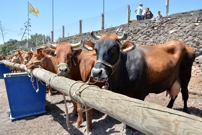 FIESTAS DE SAN PEDRO INGENIO