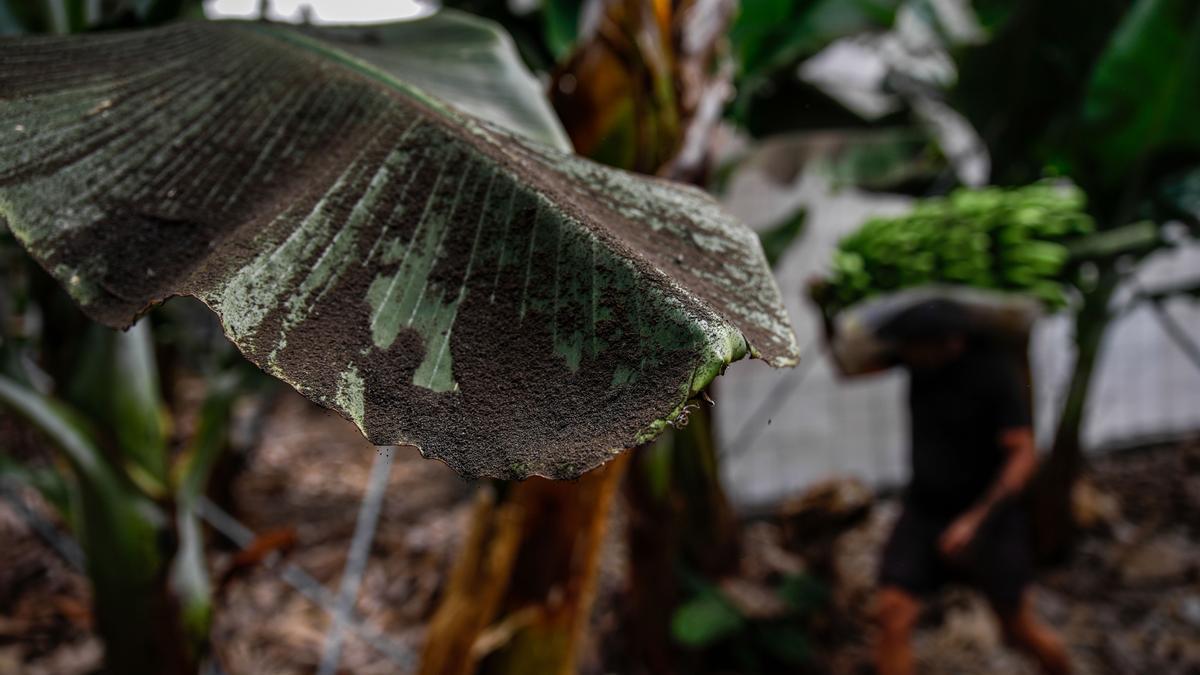 Una platanera llena de cenizas mientras un agricultor recoge los plátanos.