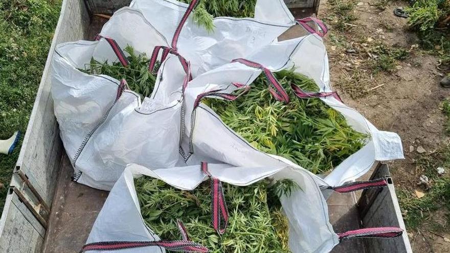 El cultiu de marihuana confiscat per la Guàrdia Urbana de Figueres