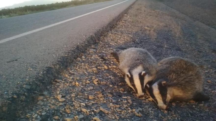 Una madre y una cría de tejón, atropelladas en una carretera de Totana