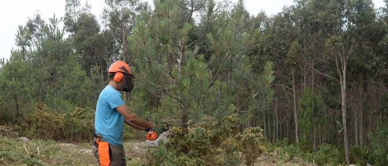 Un operario forestal desbroza un monte en Catoira. // Noe Parga