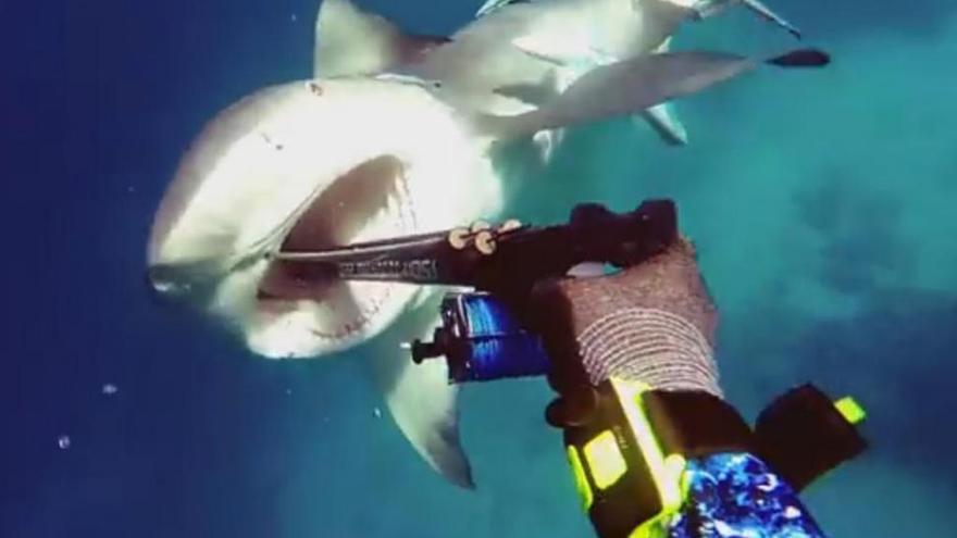 Un buceador graba el ataque de un tiburón toro