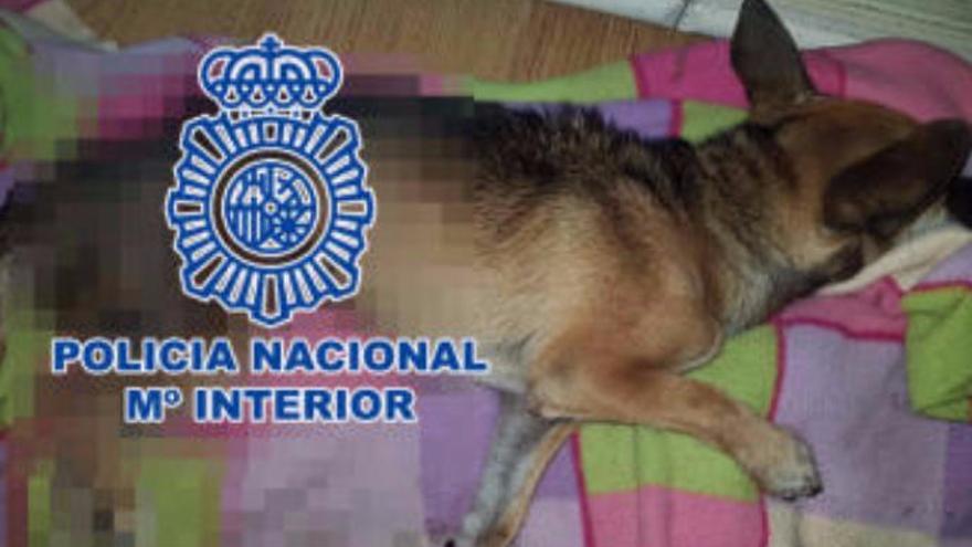 Detenido un hombre por golpear y abandonar en sacos a sus perros en La Laguna