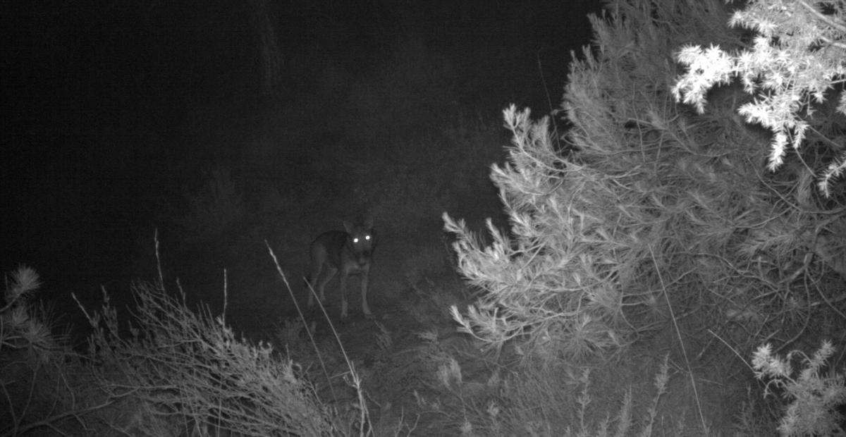 Una de les poques imatges captades del llop al Moianès