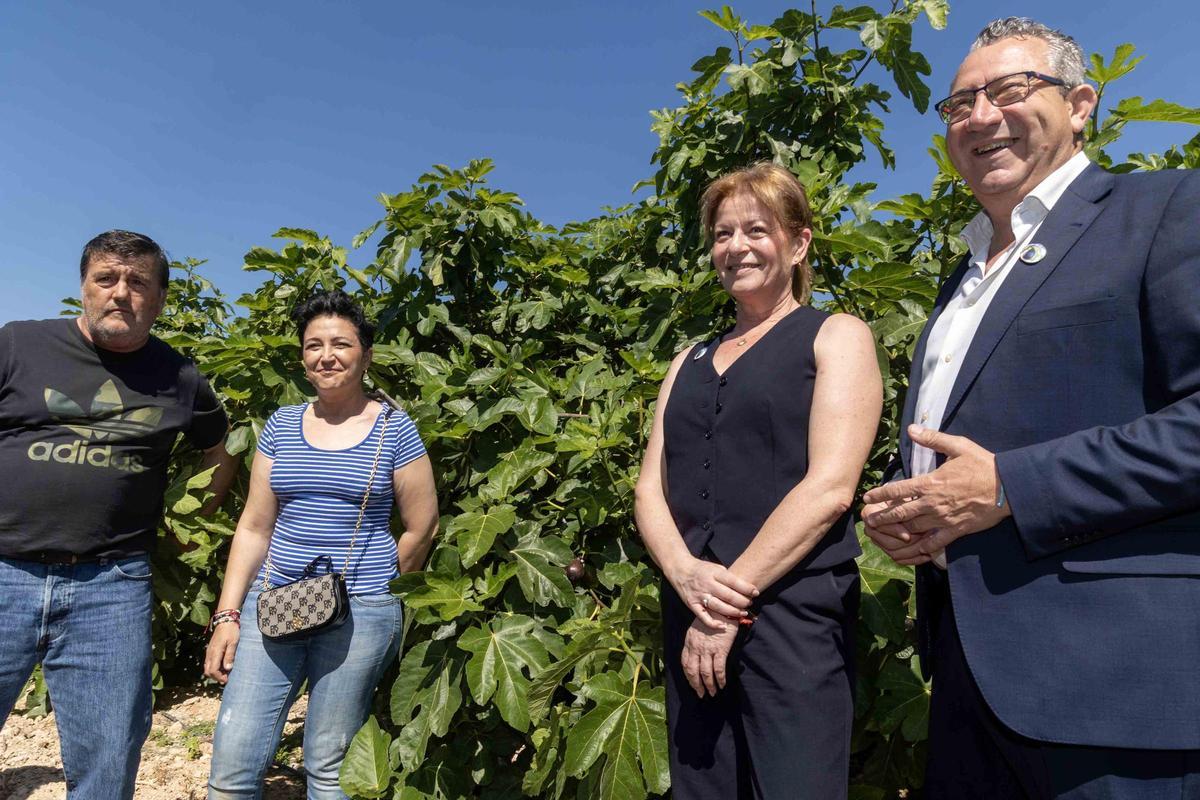El Corte de la Breva 2026 marca el inicio de la campaña en Albatera