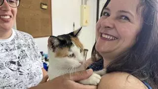 El Concello de Cangas pone a su nombre los gatos “callejeros” en una iniciativa pionera