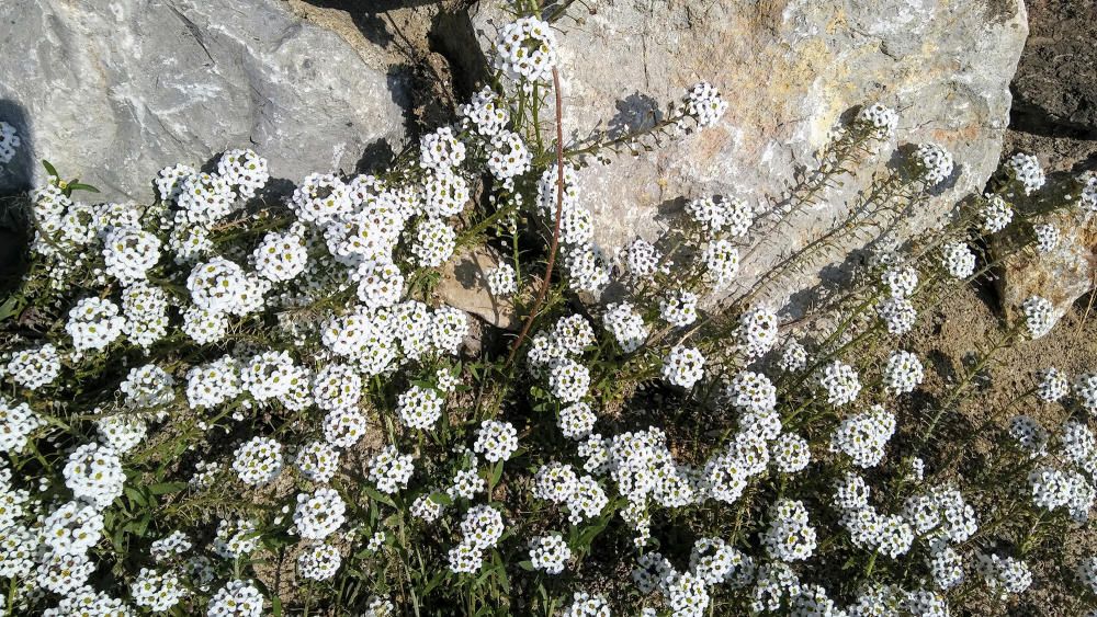 Floretes. Aquestes petites floretes, blanques, menudes i vistoses, també deixen el seu perfum.