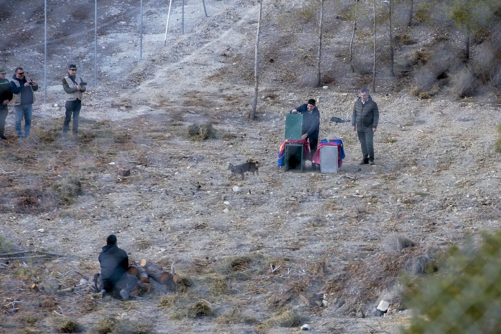 Las imágenes de la llegada de tres ejemplares de lince ibérico a las montañas de Lorca