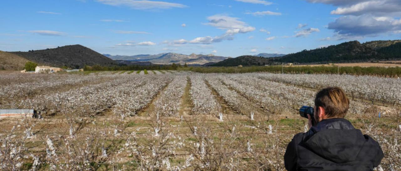 Los primeros cerezos en flor de Villena han aparecido en el paraje de El Puerto.