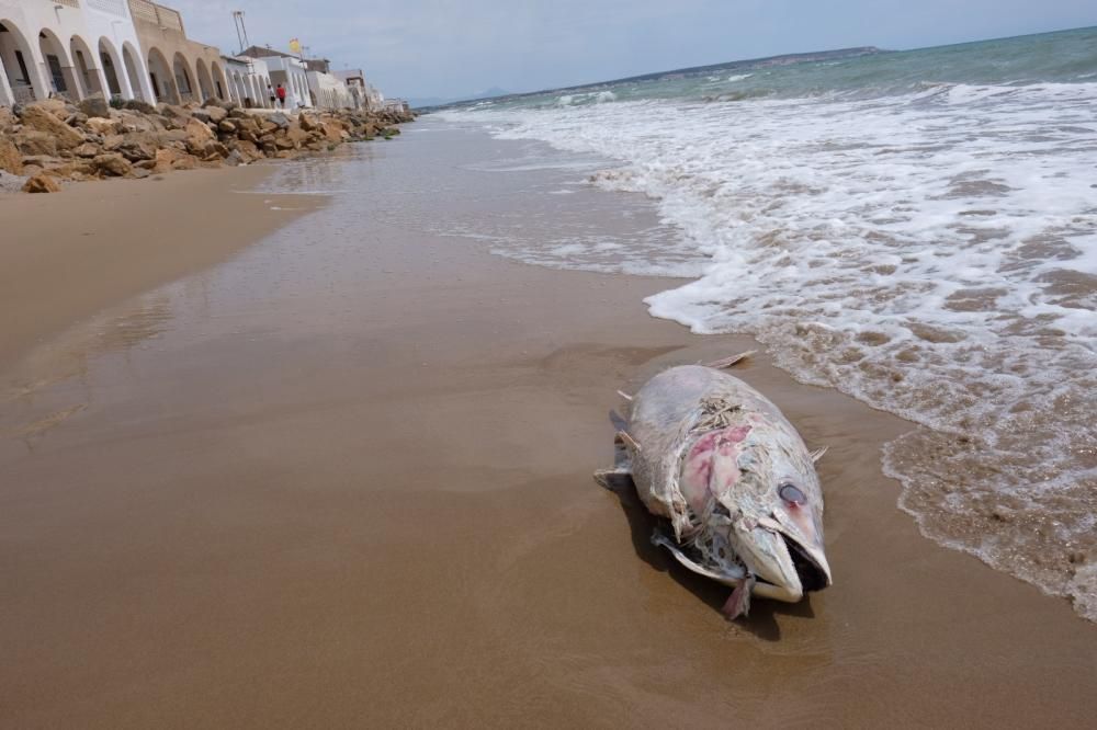 Aparece muerto un atún de unos 40 kilos en la orilla de la playa de El Pinet en Elche