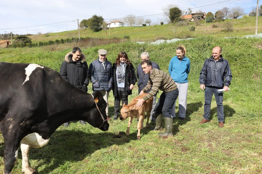 "Willy", ternero nacido por fecundación in vitro