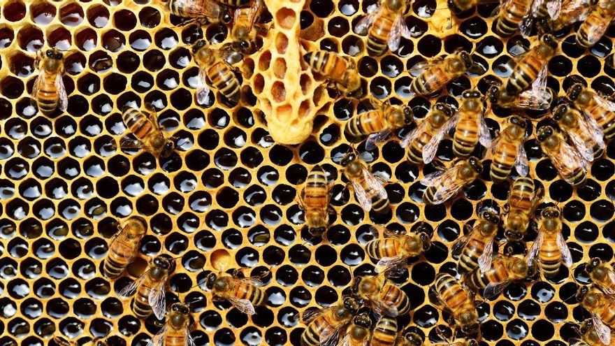 Identificado el culpable de la mayor mortandad de abejas en la historia de Estados Unidos