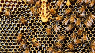 Identificado el culpable de la mayor mortandad de abejas en la historia de Estados Unidos