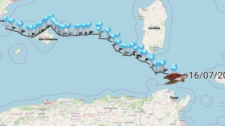 La tortuga Colomera, que partió desde Orpesa el 25 de junio, ya se encuentra entre Sicilia y Túnez