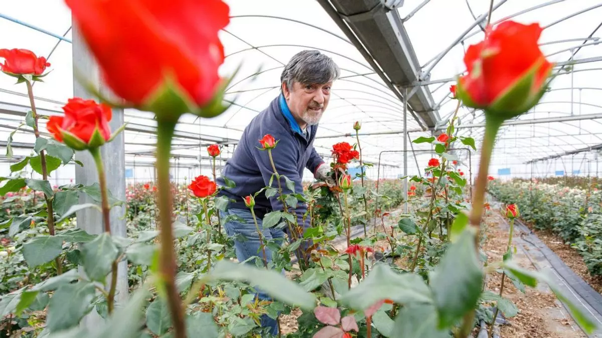 El Sant Jordi 2025 venderá aún 25.000 rosas catalanas: el último productor del Maresme se resiste a abandonar