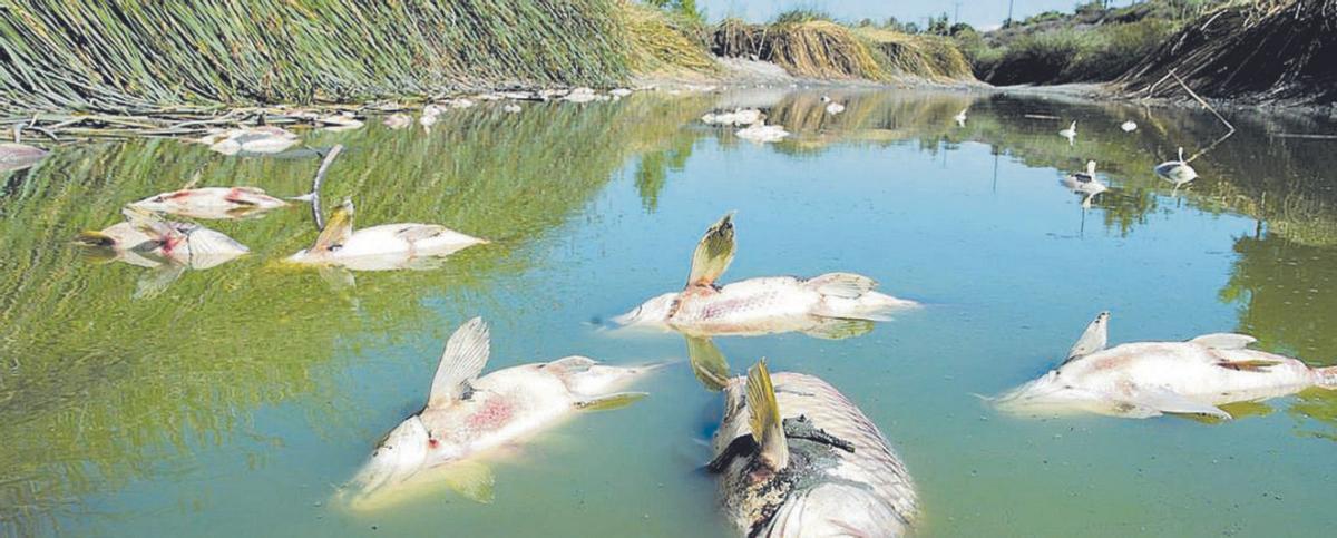 Peixos morts per aigües corrompudes. |  SHUTTERSTOCK