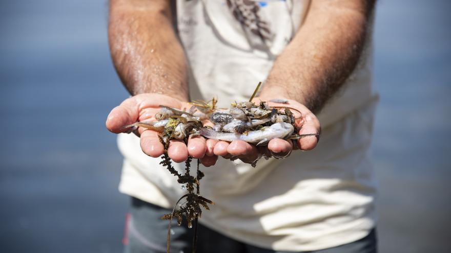 El banco de especies de la UMU logra el primer grupo reproductor del caballito de mar