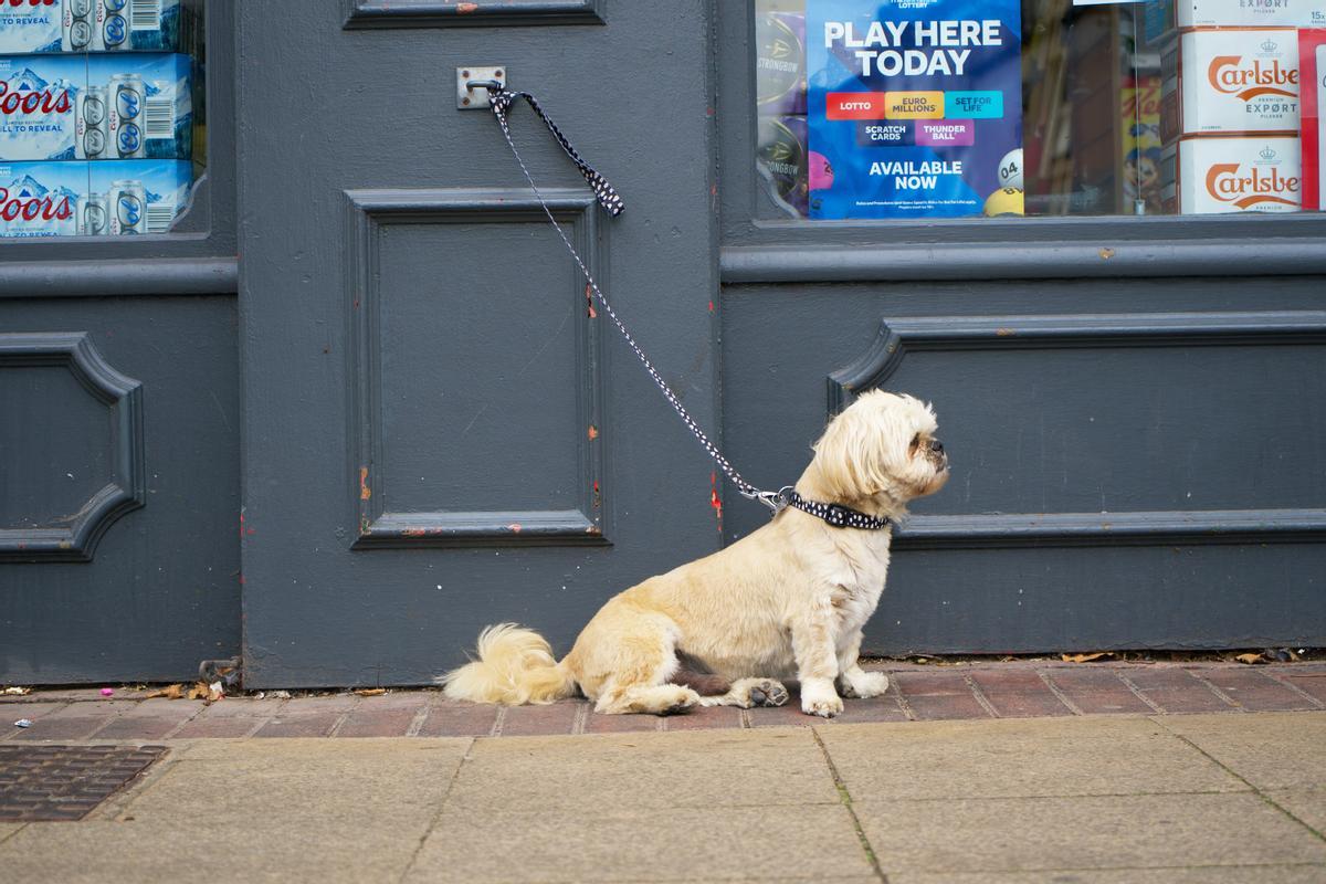 Los perros no podrán quedarse solos en la calle tras la implantación de la nueva ley.