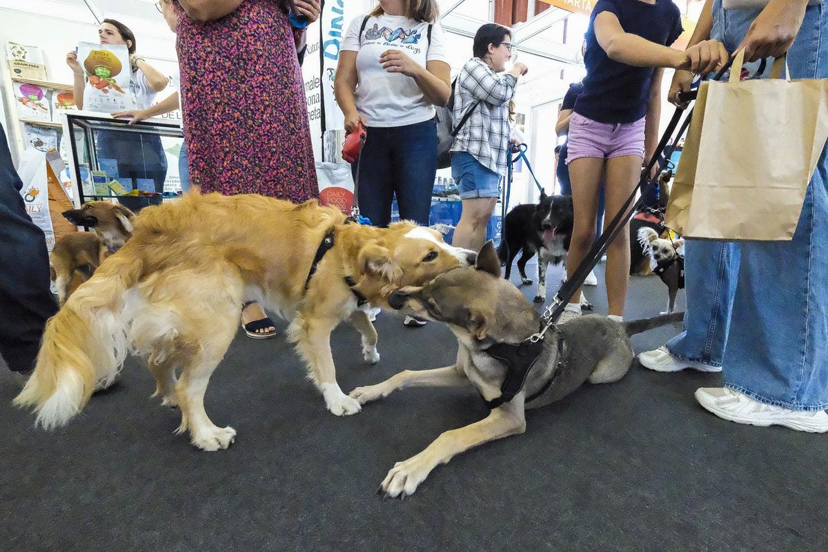 Feria Animundo
