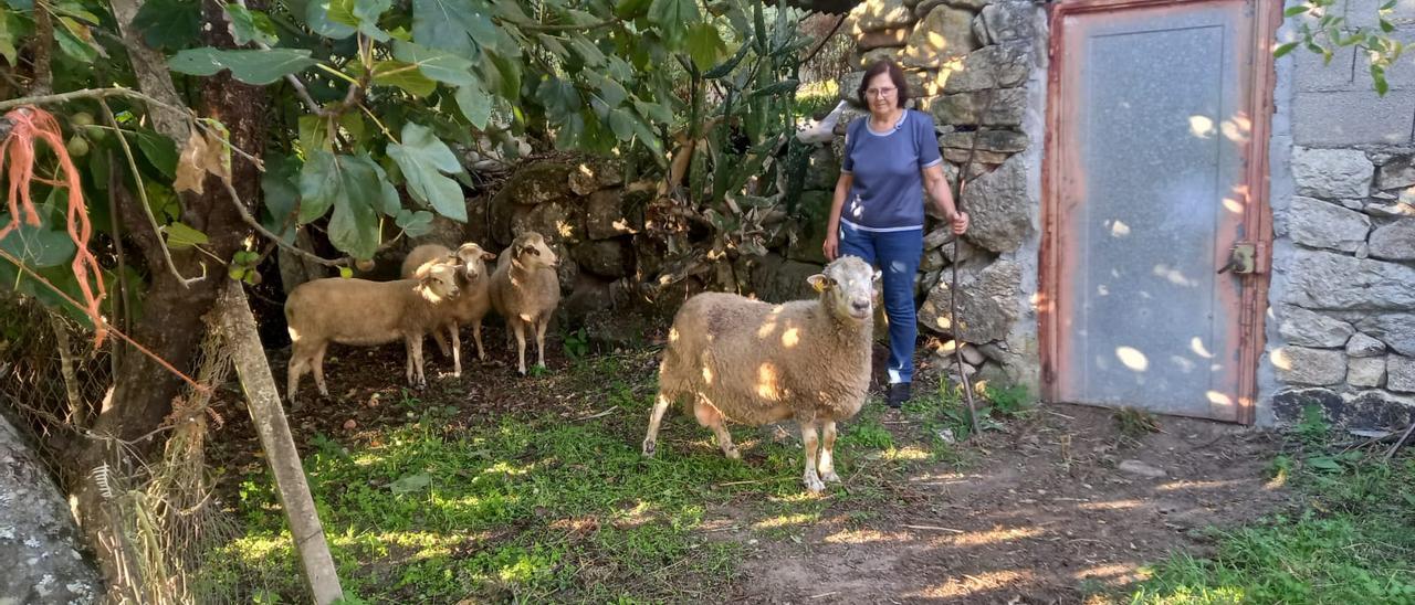 Juana Vázquez tiene tres ovejas y un carnero en A Arnoia, un municipio en el que solo hay 19 ovejas y cabras. // FERNANDO CASANOVA