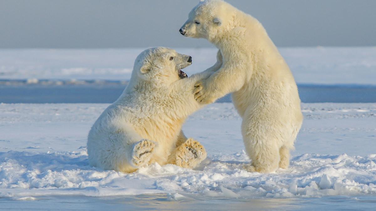 Dos cachorros de oso polar jugando en la nieve.