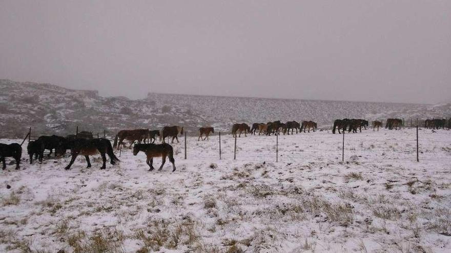 Primeras nieves del otoño en Sanabria.