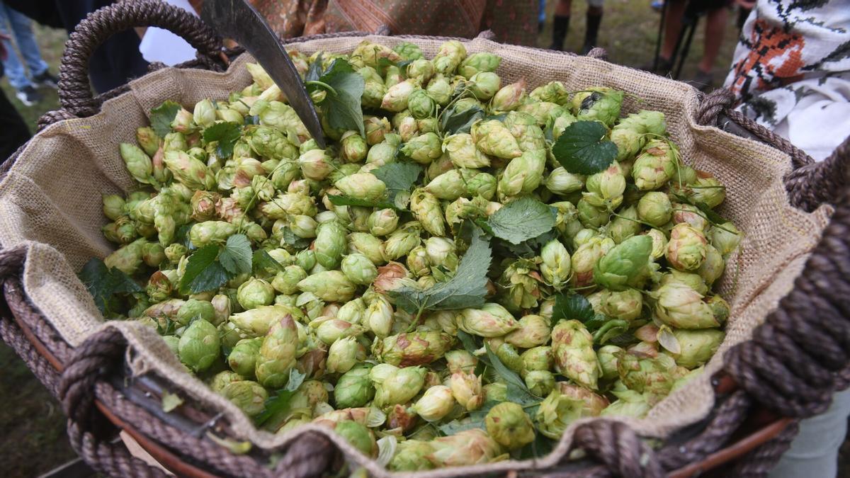 Plantación de lúpulo de Hijos de Rivera