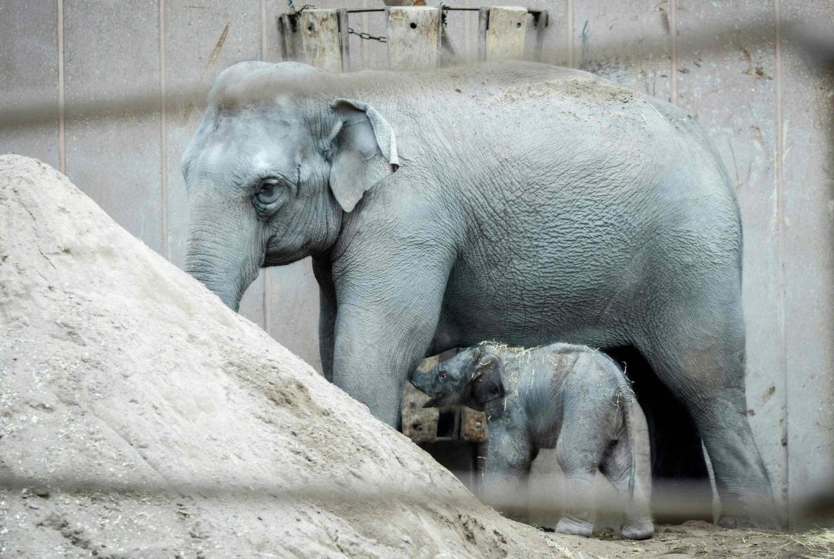 Una cría de elefante recién nacida pasea el zoo de Copenhague