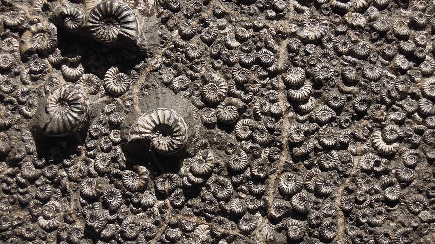 Cedeix a la ciència centenars de fòssils trobats entre Terrassa i Manresa durant la construcció de la C-16