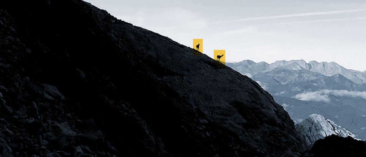 Rebecos en los Picos de Europa