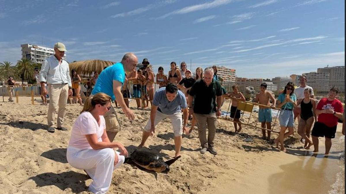 Acto de liberación de la tortuga, este viernes, en la playa de Magaluf
