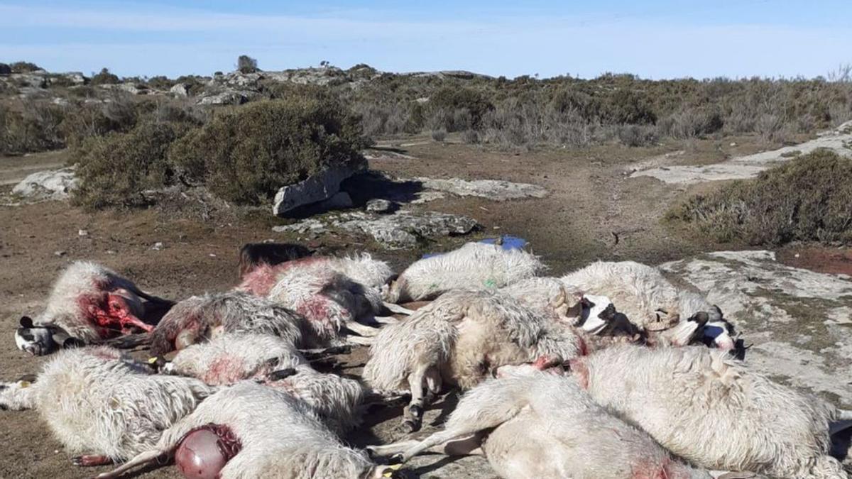 Ovejas muertas en el ataque de ayer en Villamor de la Ladre. | Cedida