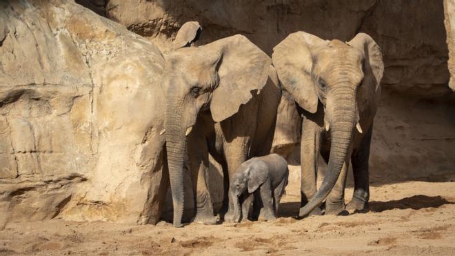 Nace el primer elefante africano en la Comunitat Valenciana