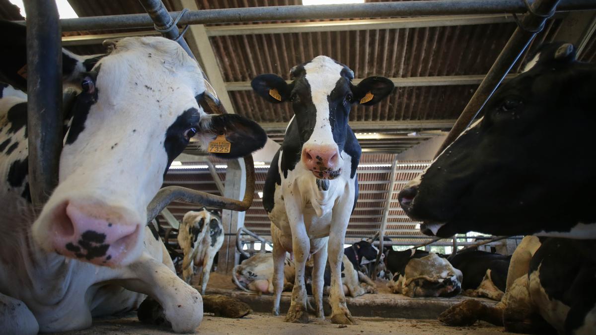 El ganado vacuno se está viendo afectado por la EHE en Extremadura.
