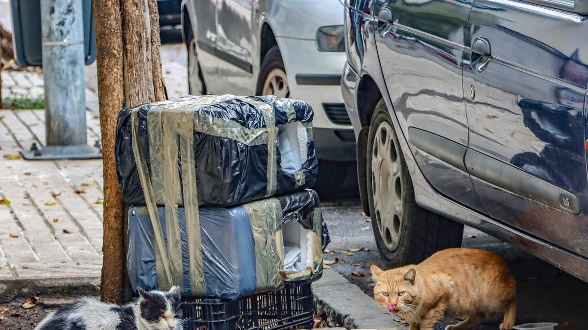Gatos callejeros.