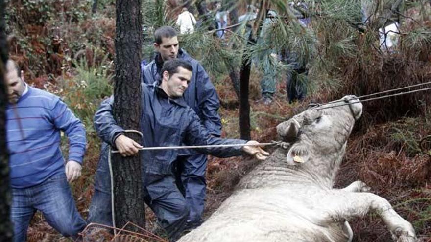 El toro tras ser capturado en A Veigadaña-Mos el pasado martes a mediodía.  // José Lores