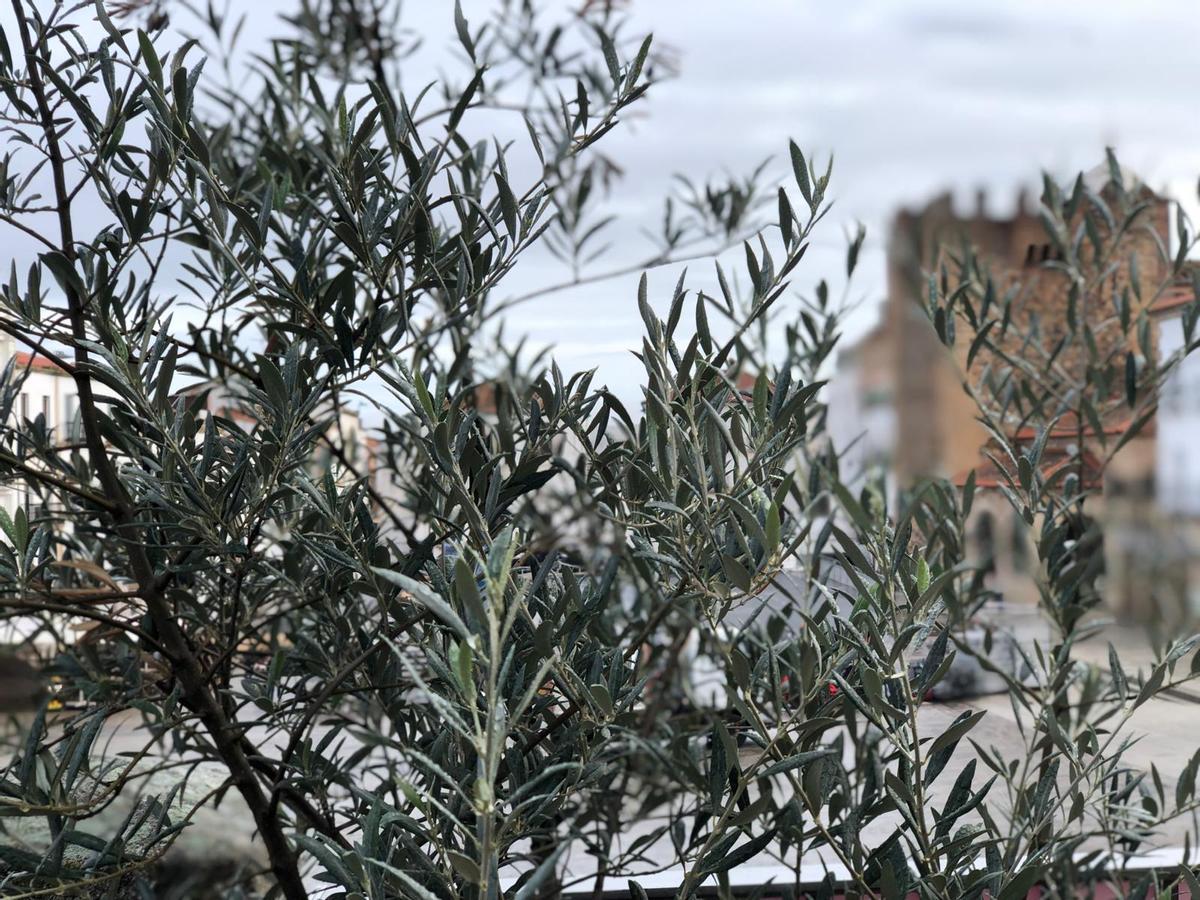 Foto captada desde los soportales del ayuntamiento cacereño.