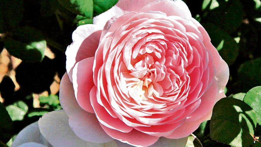 Gefüllte Rose des britischen Züchters David Austin. Eine üppige Blüte im Mai ist nur möglich mit dem richtigen Winterschnitt.