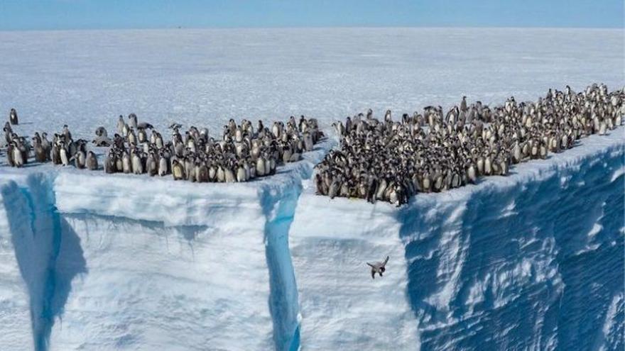 Graven per primera vegada a centenars de bebès-pingüí llançant-se al buit des de 15 metres d&#039;altura