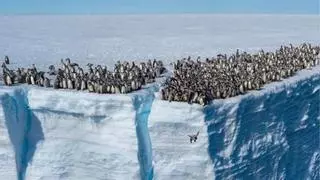 Graven per primera vegada a centenars de bebès-pingüí llançant-se al buit des de 15 metres d'altura