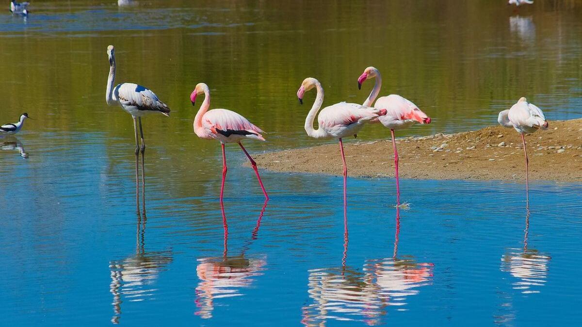 Flamencos en l&#039;Albufera de València