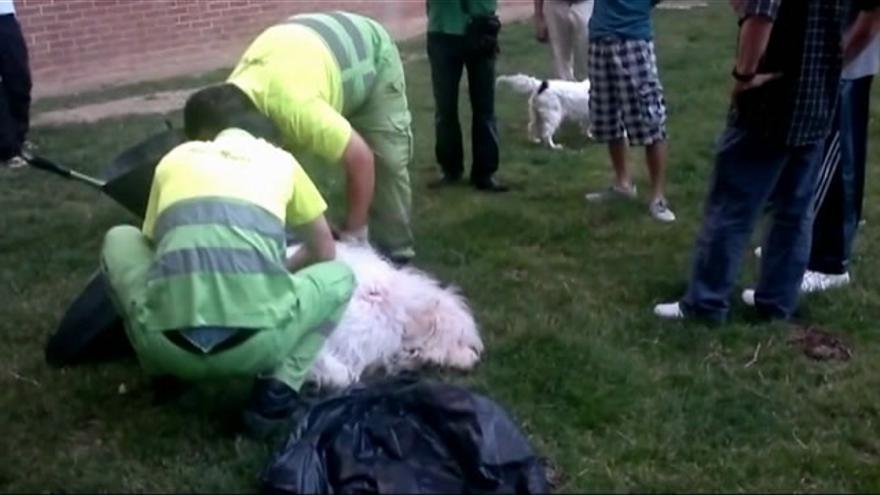 Tensión entre los vecinos de Delicias y Policía Local en el momento en el que se recoge el cadáver del perro 'Lucky'