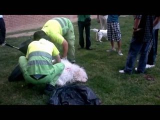 La Policía Local investiga la muerte del perro y emite un comunicado sobre los hechos