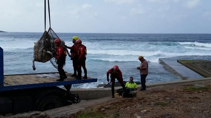El grupo de Rescate Delta Agaete rescata una vaca muerta en las piscinas de Emiliano de Gáldar