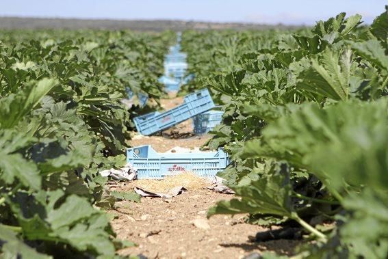 Mit den tiefgrünen Zucchini der Sorte carbassó negre beliefert die Familie Pascual Supermärkte und Gemüseläden der Insel. Die geöffneten Blüten sind für den Gourmet-Markt bestimmt, wie auch das zarte Baby-Format der Frucht.