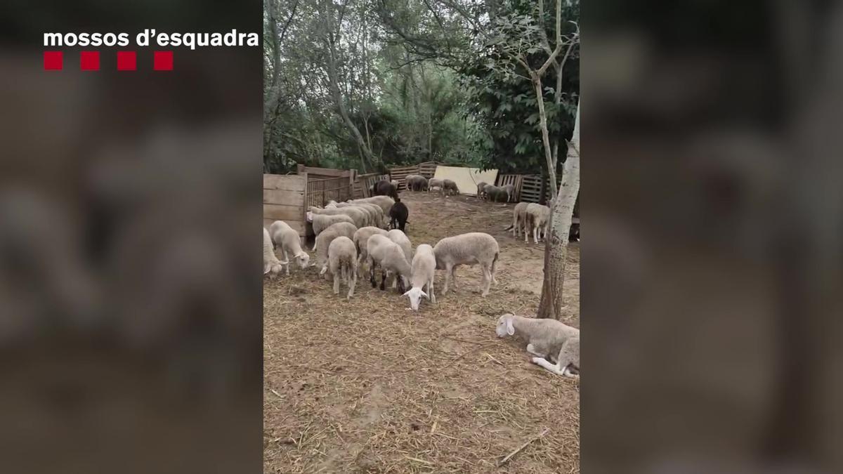 Imagen de los corderos intervenidos por los Mossos en esta explotación