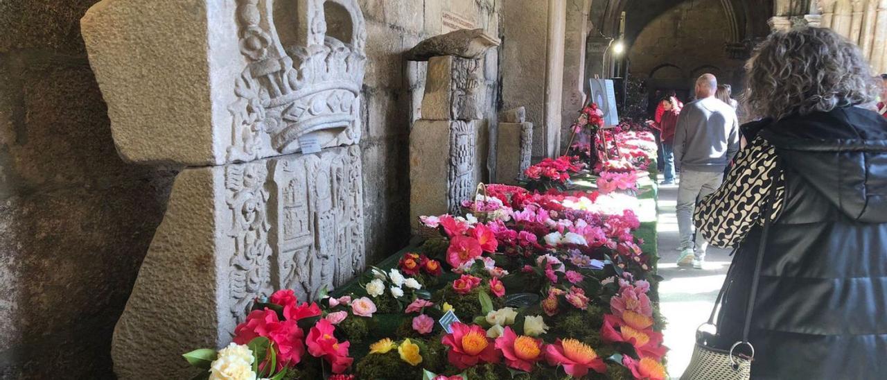 La flor que engalana la catedral de Tui - Faro de Vigo