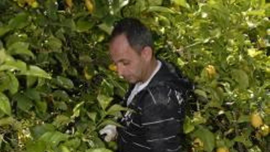 Asaja alerta de robos de limones en la Vega y eleva a 18 millones de euros las pérdidas en la provincia