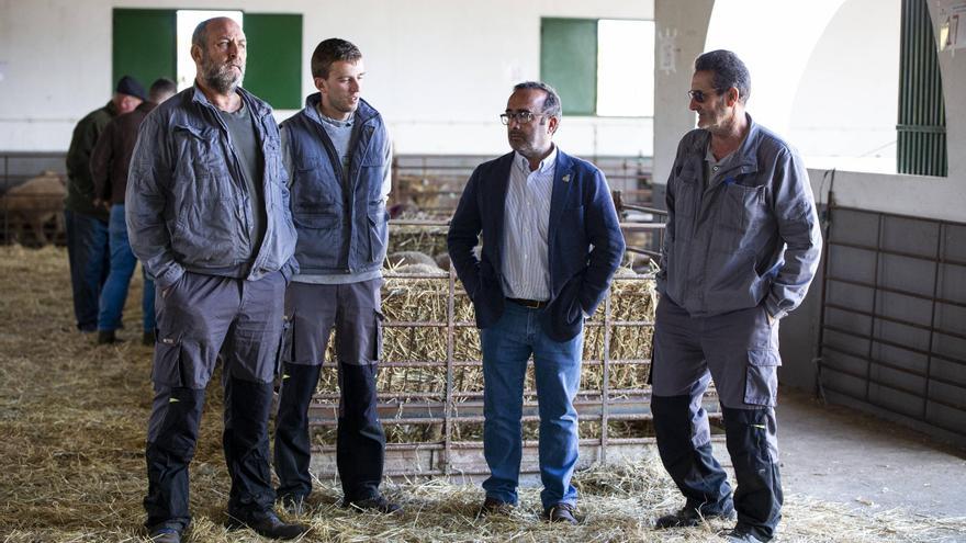 Ganaderos de Cáceres reciben 174 cabezas de merina precoz