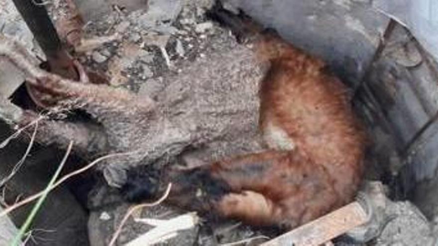 Descobreixen equins decapitats en un pou d&#039;un barri d&#039;Alzira
